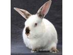 Adopt Paravati a Californian / Mixed (short coat) rabbit in Scotts Valley