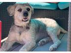 Adopt Frederick a White - with Gray or Silver Rat Terrier / Miniature Schnauzer