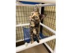 Adopt Sandy Which a All Black Domestic Shorthair / Domestic Shorthair / Mixed