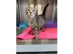 Adopt Coach a Domestic Shorthair / Mixed (short coat) cat in Jonesboro