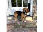 Adopt Muffin a Brown/Chocolate - with White Beagle / Hound (Unknown Type) dog in