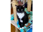 Adopt Ginger a Domestic Shorthair / Mixed (short coat) cat in Brigham City -