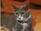 Adopt Figi a Calico or Dilute Calico Domestic Shorthair / Mixed (short coat) cat