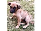 Adopt Crook a Black Mouth Cur dog in Jemison, AL (38198251)