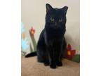 Adopt Sherwood a All Black Domestic Shorthair (short coat) cat in Jackson