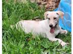 Adopt Chicken Nugget a White Corgi / Dachshund dog in WATERLOO, IN (38086208)