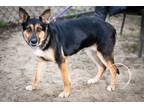 Adopt Jazzy Jax a Black - with Tan, Yellow or Fawn German Shepherd Dog dog in