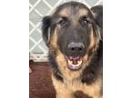 Adopt SPIRO (Middle East) kt a Black - with Tan, Yellow or Fawn German Shepherd