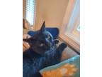 Adopt Diego a All Black Domestic Shorthair / Mixed (short coat) cat in Cary