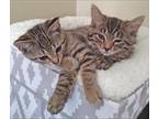 Adopt Leena a Brown Tabby Domestic Shorthair (short coat) cat in Somerset