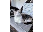 Adopt Kip (Gorgeous Calico) a Calico or Dilute Calico Domestic Shorthair (short