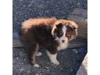 Miniature Australian Shepherd Puppy for sale in Hotchkiss, CO, USA
