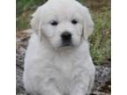 Golden Retriever Puppy for sale in Hiddenite, NC, USA