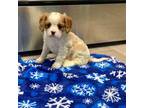 Cavalier King Charles Spaniel Puppy for sale in Fitzgerald, GA, USA