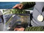 Spro Mesh Camo Zippered Bait Pouch Bag - Choose Size