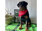 Rottweiler Puppy for sale in Arcola, IL, USA