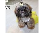 Shih Tzu Puppy for sale in Ocala, FL, USA