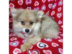 Pomeranian Puppy for sale in Avon, IL, USA