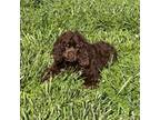 Cocker Spaniel Puppy for sale in Buffalo, MO, USA