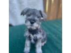 Schnauzer (Miniature) Puppy for sale in Jarrell, TX, USA