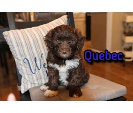 Portuguese Water Dog - 8 week male nonshedding is a Male Portuguese Water Dog For Sale in Manassas VA