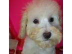 Maltipom Puppy for sale in Earlsboro, OK, USA