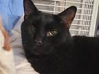 Dexter, Domestic Shorthair For Adoption In Safety Harbor, Florida
