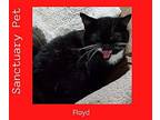 Floyd The Cellar Cat, Domestic Shorthair For Adoption In Cuba, New York