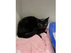 Karma, Domestic Shorthair For Adoption In Palm Coast, Florida