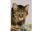 Mimi, Domestic Shorthair For Adoption In Englewood, Florida