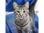 Candy, Domestic Shorthair For Adoption In Lagrange, Indiana