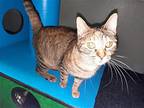Maizy, Domestic Shorthair For Adoption In Iroquois, Illinois