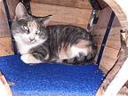 Amber, Domestic Shorthair For Adoption In Iroquois, Illinois