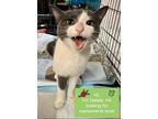 Tessie, Domestic Shorthair For Adoption In Hamilton, New Jersey