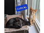 Colby, Domestic Shorthair For Adoption In Hamilton, New Jersey