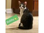 Bobby, Domestic Shorthair For Adoption In Hamilton, New Jersey