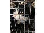 Jenny, Domestic Shorthair For Adoption In Fresno, California