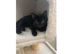 Missus Claws, Domestic Shorthair For Adoption In Ripon, California