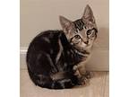 Paige Callahan, Domestic Shorthair For Adoption In Cuba, New York