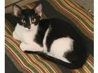Parker, Domestic Shorthair For Adoption In Ripon, California