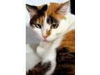 Catalina, Calico For Adoption In Iroquois, Illinois