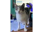 Bunny, Domestic Shorthair For Adoption In Safety Harbor, Florida