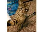 Michelle, Domestic Shorthair For Adoption In Cherry Hill, New Jersey