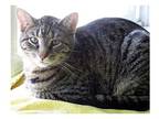 Johnny Rocket, Domestic Shorthair For Adoption In Iroquois, Illinois