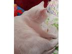 Schnee, Domestic Shorthair For Adoption In Lyndonville, Vermont