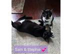 Stephie, Domestic Shorthair For Adoption In Hamilton, New Jersey