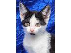 Fleetwood Flynn, Domestic Shorthair For Adoption In Cuba, New York