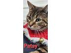 Patsy, Domestic Shorthair For Adoption In Lagrange, Indiana
