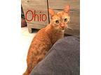Ohio, Domestic Shorthair For Adoption In Hamilton, New Jersey