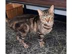 Nadya, American Shorthair For Adoption In Iroquois, Illinois